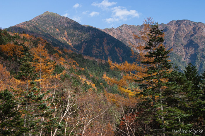 北沢・カラマツの黄葉と栗沢山