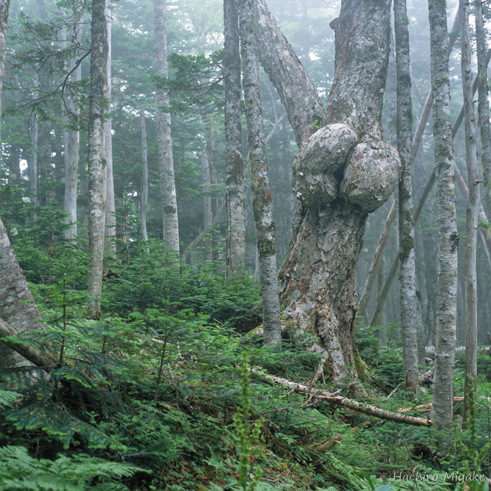 辻山の山の神