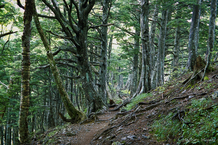 鳳凰三山に至る樹林帯の稜線