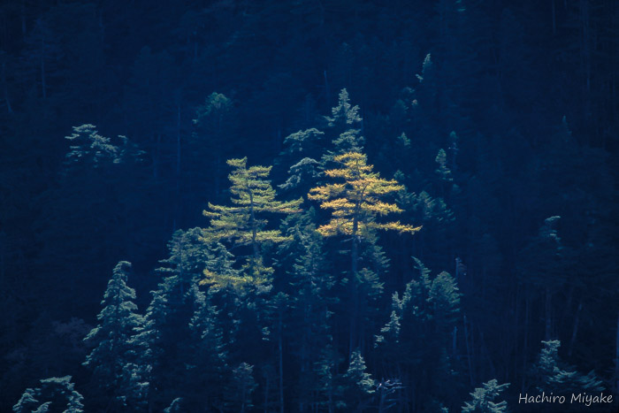 針葉樹林一点黄葉（野呂川上流）